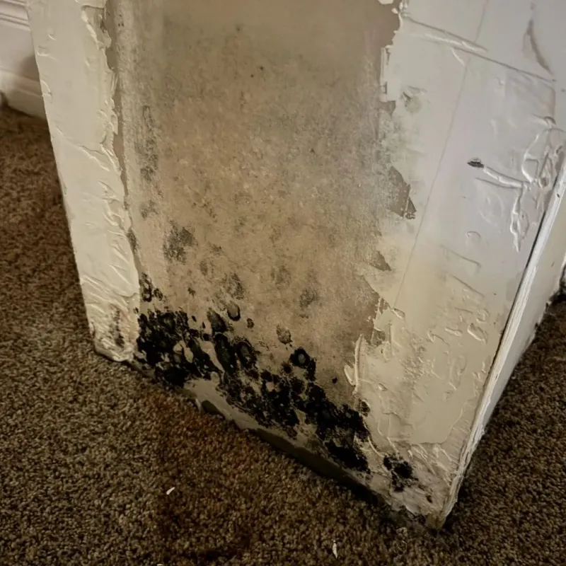 Professional Mold Removal in Harper County, KS